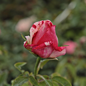 Poзa Филатели - красно-белая - Чайно-гибридные розы